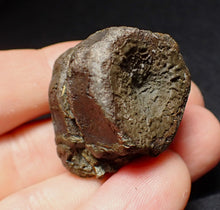 Load image into Gallery viewer, Jurassic double ichthyosaur vertebrae from Lyme Regis (33mm)
