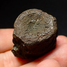 Load image into Gallery viewer, Jurassic double ichthyosaur vertebrae from Lyme Regis (33mm)
