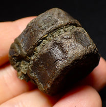 Load image into Gallery viewer, Jurassic double ichthyosaur vertebrae from Lyme Regis (33mm)
