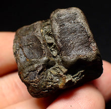 Load image into Gallery viewer, Jurassic double ichthyosaur vertebrae from Lyme Regis (33mm)
