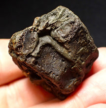 Load image into Gallery viewer, Jurassic double ichthyosaur vertebrae from Lyme Regis (33mm)
