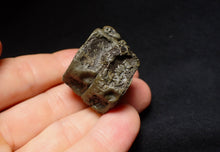 Load image into Gallery viewer, Jurassic double ichthyosaur vertebrae from Lyme Regis (33mm)
