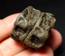 Load image into Gallery viewer, Jurassic double ichthyosaur vertebrae from Lyme Regis (31mm)
