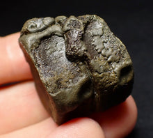 Load image into Gallery viewer, Jurassic double ichthyosaur vertebrae from Lyme Regis (31mm)
