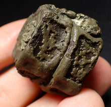 Load image into Gallery viewer, Jurassic double ichthyosaur vertebrae from Lyme Regis (31mm)
