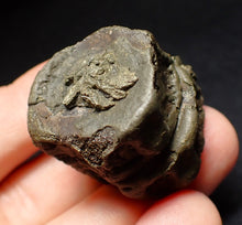 Load image into Gallery viewer, Jurassic double ichthyosaur vertebrae from Lyme Regis (31mm)
