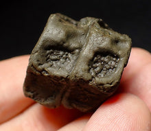 Load image into Gallery viewer, Jurassic double ichthyosaur vertebrae from Lyme Regis (31mm)
