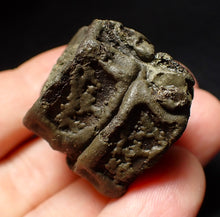 Load image into Gallery viewer, Jurassic double ichthyosaur vertebrae from Lyme Regis (31mm)
