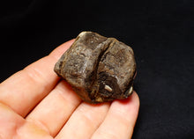 Load image into Gallery viewer, Jurassic triple ichthyosaur vertebrae from Lyme Regis (45mm)
