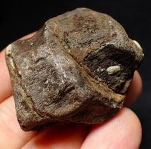 Load image into Gallery viewer, Jurassic triple ichthyosaur vertebrae from Lyme Regis (45mm)
