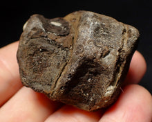 Load image into Gallery viewer, Jurassic triple ichthyosaur vertebrae from Lyme Regis (45mm)
