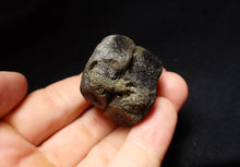 Load image into Gallery viewer, Jurassic double ichthyosaur vertebrae from Lyme Regis (34mm)
