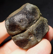 Load image into Gallery viewer, Jurassic double ichthyosaur vertebrae from Lyme Regis (34mm)
