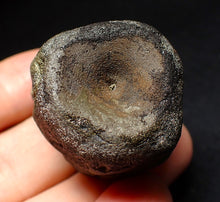 Load image into Gallery viewer, Jurassic double ichthyosaur vertebrae from Lyme Regis (34mm)
