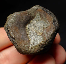 Load image into Gallery viewer, Jurassic double ichthyosaur vertebrae from Lyme Regis (34mm)
