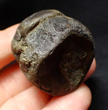 Load image into Gallery viewer, Jurassic double ichthyosaur vertebrae from Lyme Regis (34mm)
