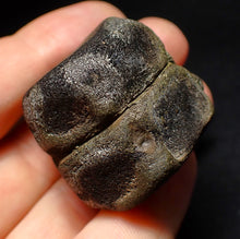 Load image into Gallery viewer, Jurassic double ichthyosaur vertebrae from Lyme Regis (34mm)
