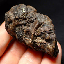 Load image into Gallery viewer, Jurassic triple ichthyosaur vertebrae from Lyme Regis (54mm)
