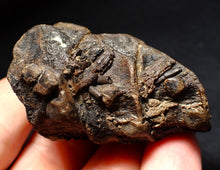 Load image into Gallery viewer, Jurassic triple ichthyosaur vertebrae from Lyme Regis (54mm)
