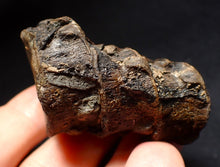 Load image into Gallery viewer, Jurassic triple ichthyosaur vertebrae from Lyme Regis (54mm)
