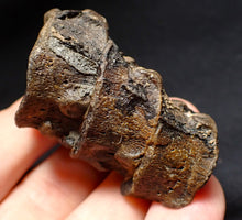 Load image into Gallery viewer, Jurassic triple ichthyosaur vertebrae from Lyme Regis (54mm)
