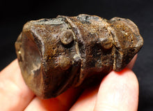 Load image into Gallery viewer, Jurassic triple ichthyosaur vertebrae from Lyme Regis (54mm)

