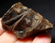 Load image into Gallery viewer, Jurassic triple ichthyosaur vertebrae from Lyme Regis (54mm)
