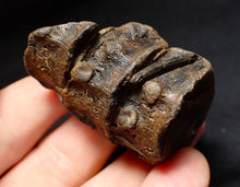 Load image into Gallery viewer, Jurassic triple ichthyosaur vertebrae from Lyme Regis (54mm)

