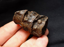 Load image into Gallery viewer, Jurassic triple ichthyosaur vertebrae from Lyme Regis (54mm)
