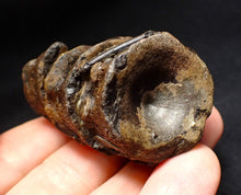 Load image into Gallery viewer, Jurassic triple ichthyosaur vertebrae from Lyme Regis (54mm)
