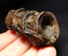 Load image into Gallery viewer, Jurassic triple ichthyosaur vertebrae from Lyme Regis (54mm)
