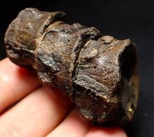 Load image into Gallery viewer, Jurassic triple ichthyosaur vertebrae from Lyme Regis (54mm)
