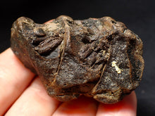 Load image into Gallery viewer, Jurassic triple ichthyosaur vertebrae from Lyme Regis (54mm)
