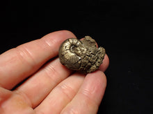 Load image into Gallery viewer, Uncommon Gleviceras pyrite ammonite fossil (32 mm)
