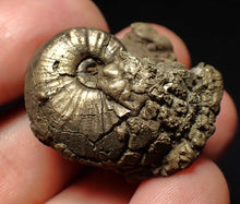 Load image into Gallery viewer, Uncommon Gleviceras pyrite ammonite fossil (32 mm)

