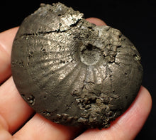 Load image into Gallery viewer, Uncommon Gleviceras pyrite ammonite fossil (63 mm)

