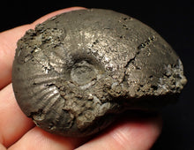 Load image into Gallery viewer, Uncommon Gleviceras pyrite ammonite fossil (63 mm)
