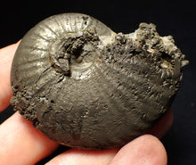 Load image into Gallery viewer, Uncommon Gleviceras pyrite ammonite fossil (63 mm)
