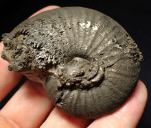 Load image into Gallery viewer, Uncommon Gleviceras pyrite ammonite fossil (63 mm)
