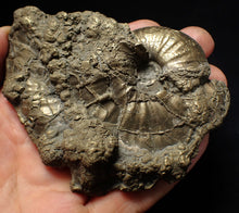 Load image into Gallery viewer, Large uncommon Gleviceras pyrite ammonite fossil (95 mm)
