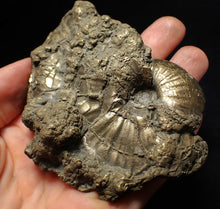 Load image into Gallery viewer, Large uncommon Gleviceras pyrite ammonite fossil (95 mm)
