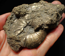 Load image into Gallery viewer, Large uncommon Gleviceras pyrite ammonite fossil (95 mm)
