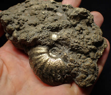 Load image into Gallery viewer, Large uncommon Gleviceras pyrite ammonite fossil (95 mm)
