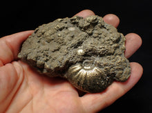 Load image into Gallery viewer, Large uncommon Gleviceras pyrite ammonite fossil (95 mm)
