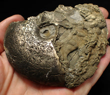 Load image into Gallery viewer, Large uncommon Gleviceras pyrite ammonite fossil (103 mm)
