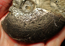 Load image into Gallery viewer, Large uncommon Gleviceras pyrite ammonite fossil (103 mm)
