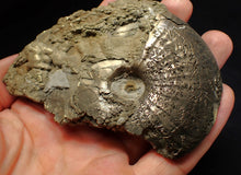 Load image into Gallery viewer, Large uncommon Gleviceras pyrite ammonite fossil (103 mm)
