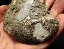 Load image into Gallery viewer, Large uncommon Gleviceras pyrite ammonite fossil (103 mm)
