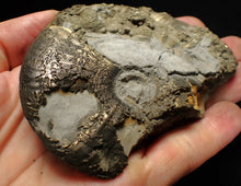 Load image into Gallery viewer, Large uncommon Gleviceras pyrite ammonite fossil (103 mm)
