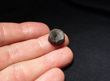 Load image into Gallery viewer, Jurassic ichthyosaur bone (vertebra) from Lyme Regis (14mm)
